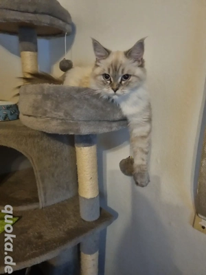 Schmusekater sucht sein Schmuseplatz 