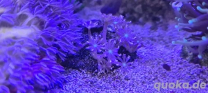 meerwasser Aquarium korallen clavularia 