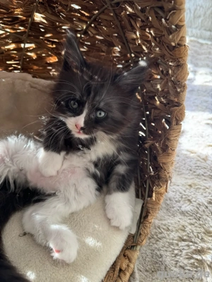 Maine Coon Reinrassig mit Stammbaum