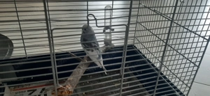 Junge Wellensittiche 