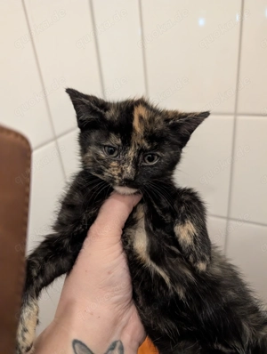 BKH Siam Mix Babys zwei Mädchen 