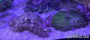 meerwasser Aquarium korallen zoanthus 