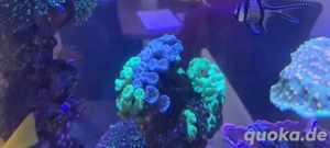 meerwasser Aquarium korallen caulastrea 