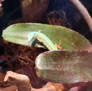 Takydromus smaragdinus - Smaragd Langschwanzeidechse