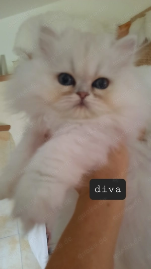 Perser kitten reinrassig- mit stammbaum pkd negativ