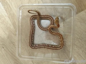 Kornnatter Nachzuchten abzugeben