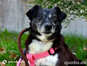 DORA    ein gebrochenes Herz möchte wieder vertrauen