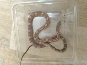 Kornnatter Nachzuchten abzugeben