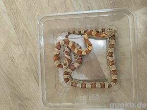 Kornnatter Nachzuchten abzugeben