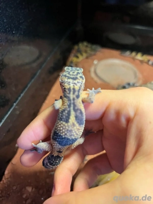 leopardgecko babys 