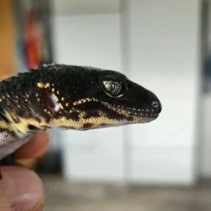 SUCHE Leopardgecko Pure Black Night 0.1