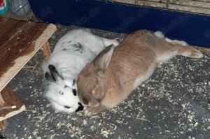 Zwergkaninchen abzugeben 