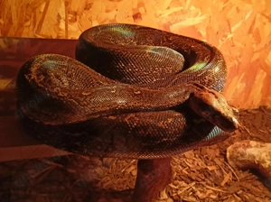 Boa constrictor abzugeben tolle Farbe 