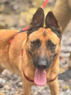  LEYKA   fröhliche Hundedame sucht ihr Glück 