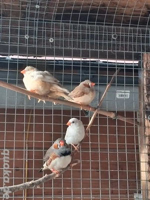 Junge Zebrafinken  Bild 3