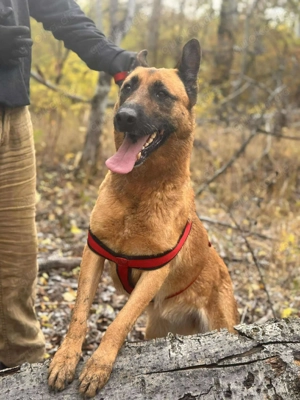  LEYKA   fröhliche Hundedame sucht ihr Glück  Bild 4