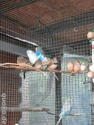 Junge Zebrafinken  Bild 5