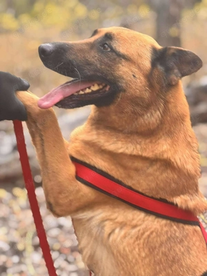  LEYKA   fröhliche Hundedame sucht ihr Glück  Bild 2