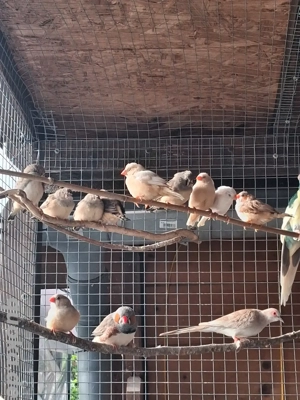 Junge Zebrafinken  Bild 2