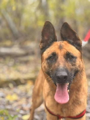 LEYKA   fröhliche Hundedame sucht ihr Glück  Bild 3