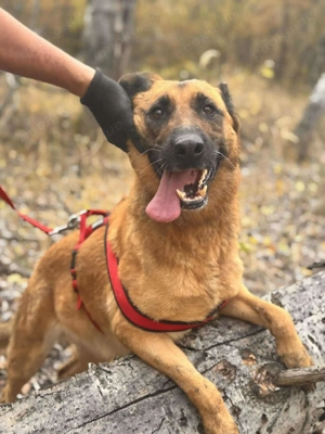  LEYKA   fröhliche Hundedame sucht ihr Glück  Bild 5