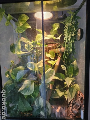Terrarium 50 x 50 x 80cm hoch mit 2 Jungferngeckos, Komplettset