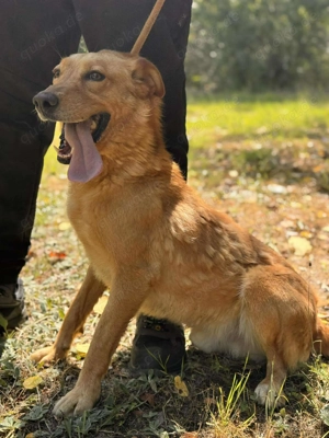 Macawi   Ein Herz sucht Anschluss