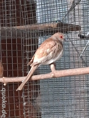 Diamanttäubchen Bild 3