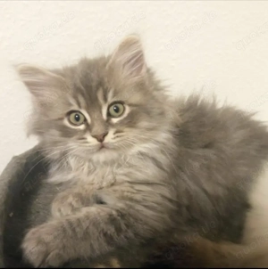 Ragdoll  ,Maine- Coon  Katzen Baby 's