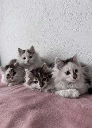 Zauberhafte Sibirische Waldkatzen Babys 3 Monate alt 