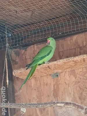 Junge Halsbandsittich.