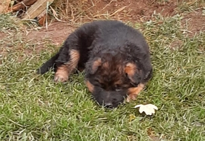 verkaufe sehr schöne schwarz-braune DSH-Welpen