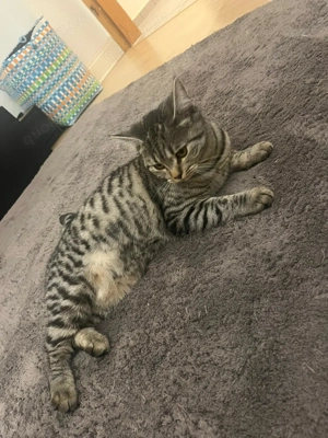 Bkh Kitten abzugeben 