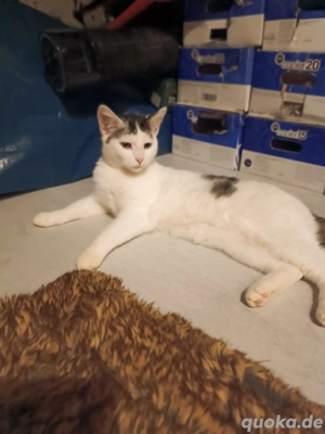 Katzen zu Verkaufen 