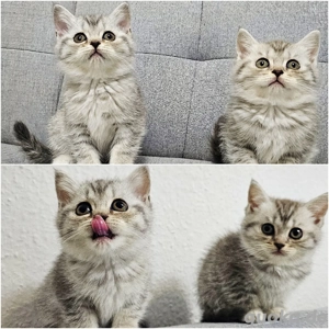 BKH  whiskas  Tiger-Kätzchen 