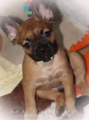 Französische Bulldoggen Welpen von komplett ausgewerteten Elterntieren