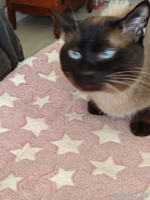 Siam Birma Mix -Babys