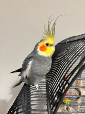 Drei Nymphensittiche mit komplettem Zubehör zu verkaufen! 