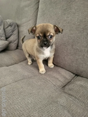 Chihuahua Pekienese Welpe