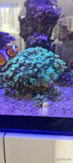 meerwasser Aquarium korallen goniopora 