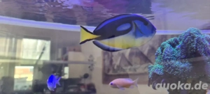 meerwasser Aquarium korallen fische dori Paletten doktorfisch 