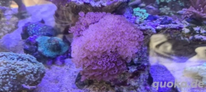 meerwasser Aquarium korallen goniopora 