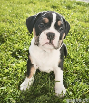 Hübsch **New ENGLISH BULLDOG HÜNDIN sucht tolles Zuhause!!