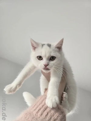 Kater sucht neues Zuhause 