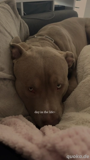 American Bully Xl Deckrüde