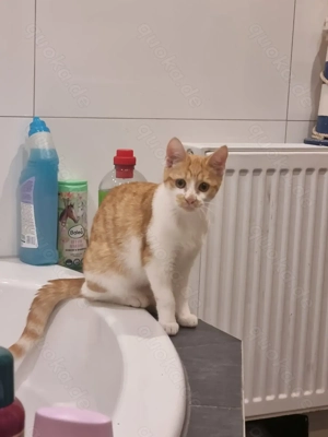 6 Monate altes Katzenmädchen abzugeben 