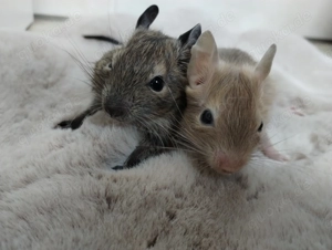Kunterbunte Degu Kids in:Lilac,Schoko,Sand,Agouti,viele Mädels suchen Lieblingsmensch
