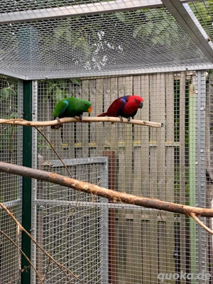 Edelpapageien Hahn abzugeben.