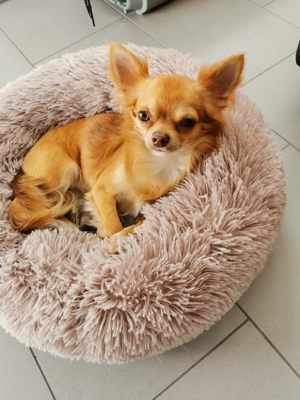 Chihuahua sucht ein neues Zuhause
