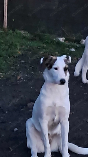 Bianca - hübsches Mädchen sucht Zuhause!